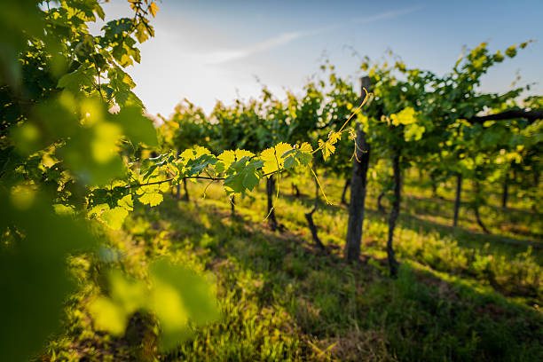 View of a grape field top attractions