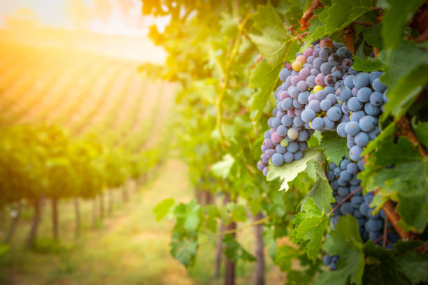 Lush Wine Grapes Clusters Hanging On The top attractions Vine.