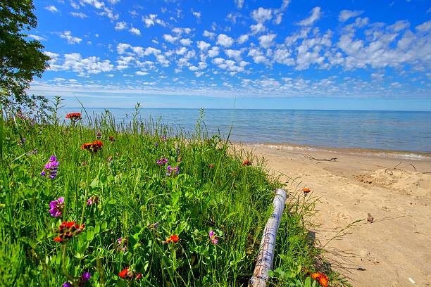 Summer wildflowers bloom on the shores of a sandy Lake Michigan beach in the Hiawatha National Forest in Brevoort, Michigan.