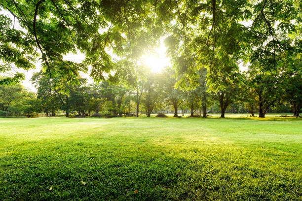 Beautiful landscape in park with tree and green grass field at morning.