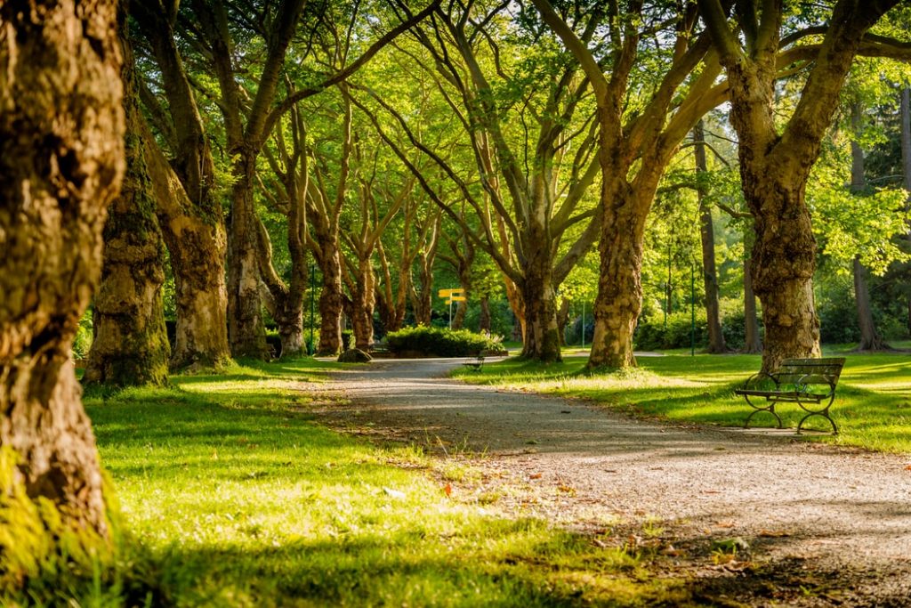 Thompson Road Regional Dog Park