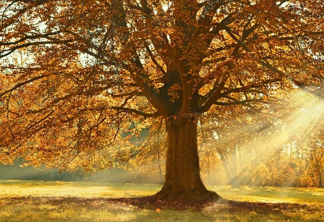 Tree in a Park