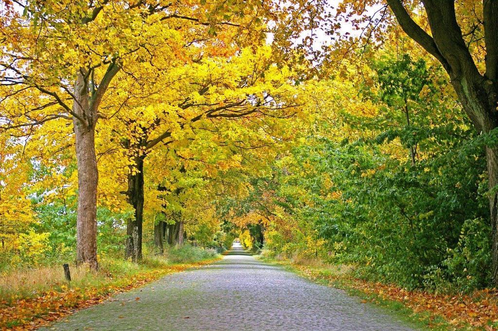 Fenton Fall Season