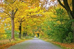 Fenton Fall Season