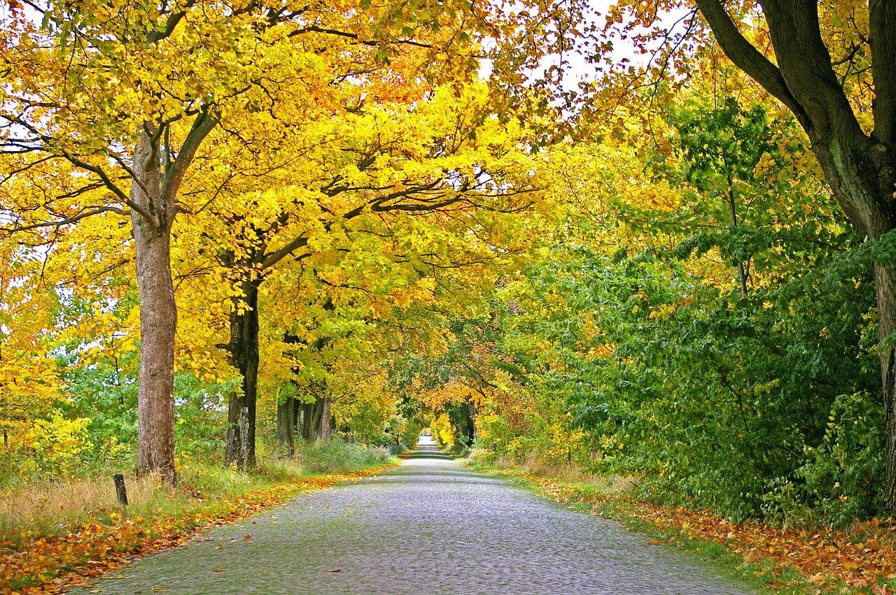 Things to Do in Fenton, MI in the Fall