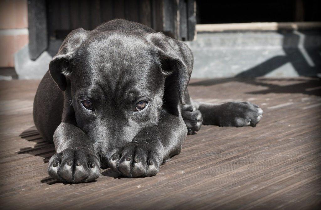 Dog in A House