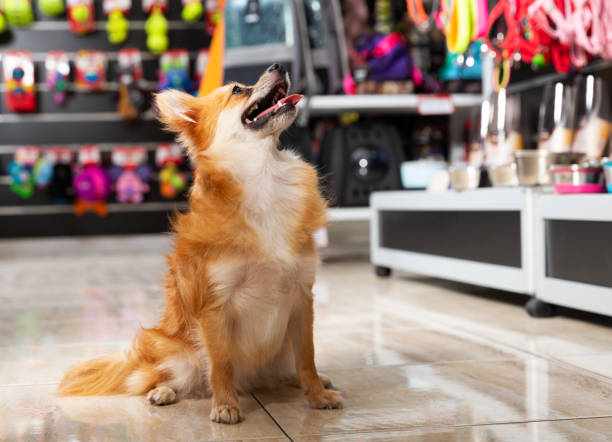 Portrait of cute dog near different variation of goods for animals