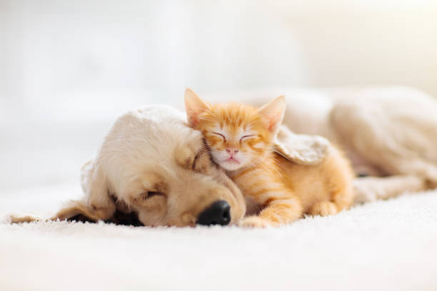 Cat and dog sleeping together. Kitten and puppy taking nap. Home pets. Animal care. Love and friendship. Domestic animals.